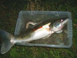 Raubfische mit Fischfetzen in Fluss und See anfüttern AngelnHobby.de